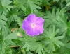 Geranium-sanguineum
